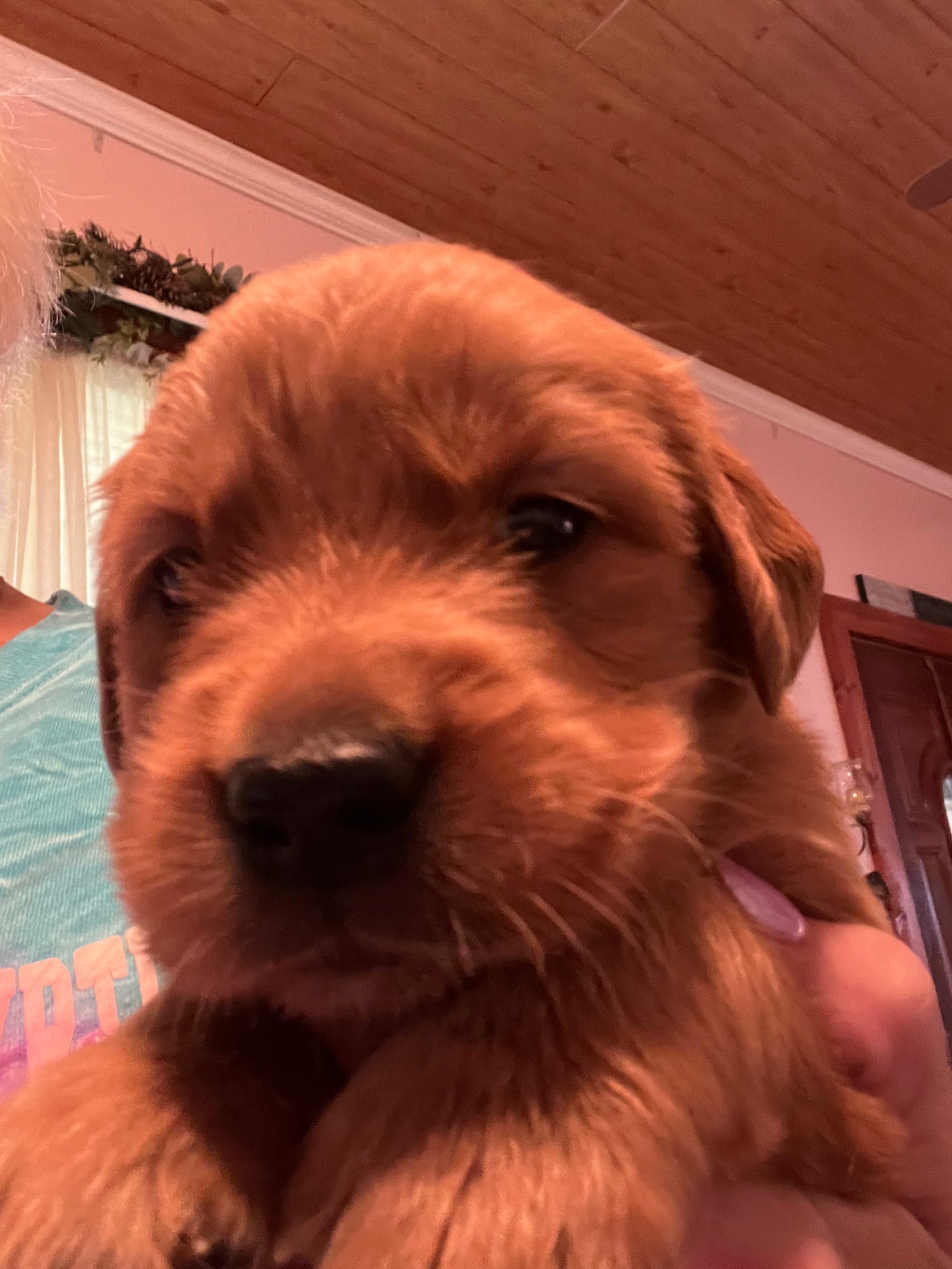 Puppy Yoga. 1 session only, June 5, 2026 5pm